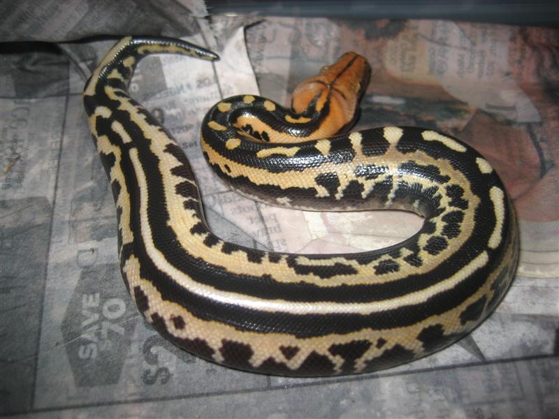 Borneo Pythons