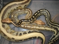 Borneo Pythons
