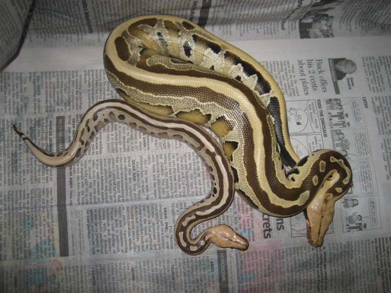 Borneo Pythons