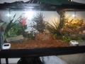 Tank