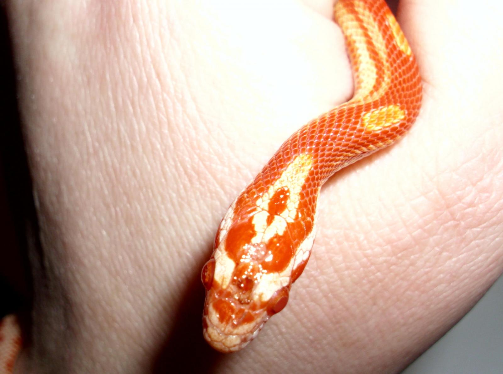 Taz