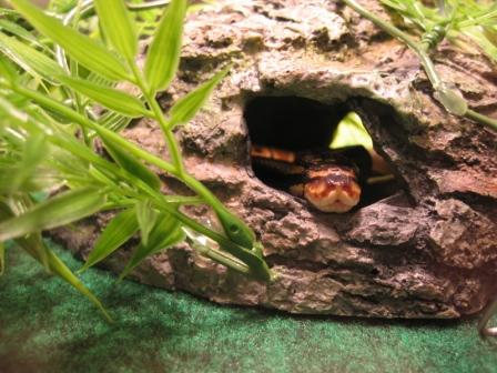 Peeking