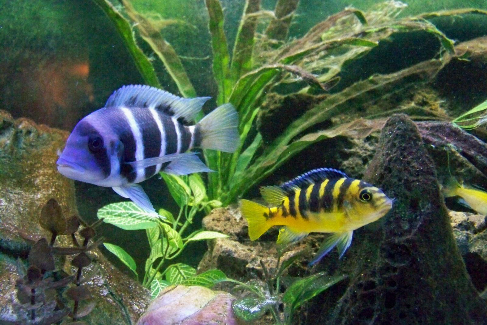 Some Of My African Cichlids
