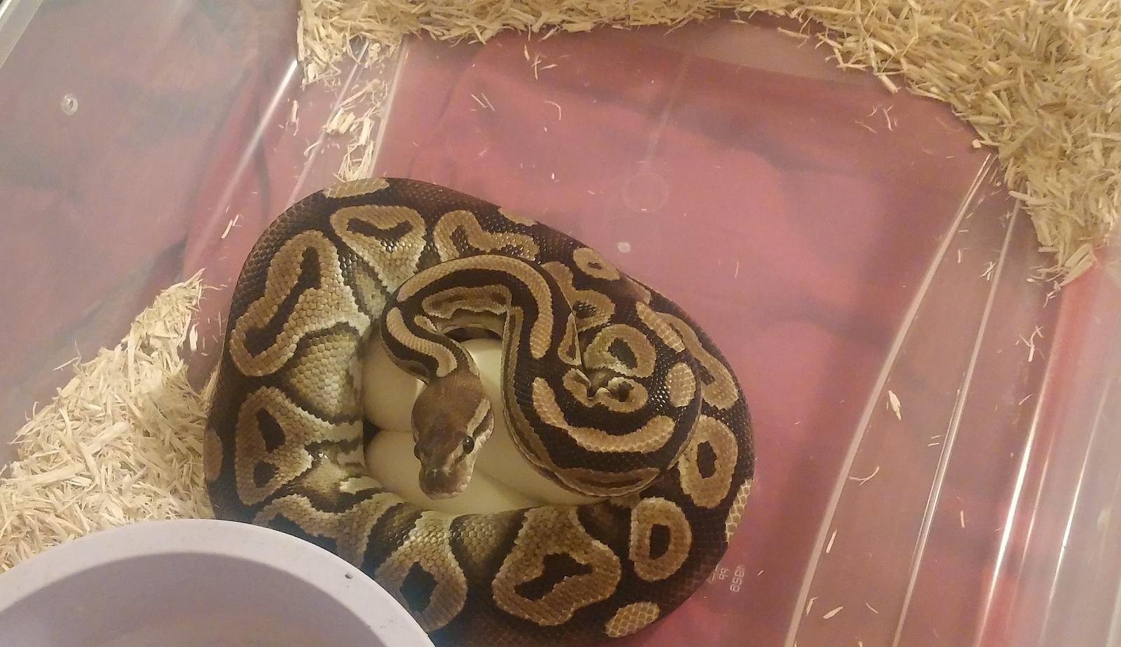 Cinnamon