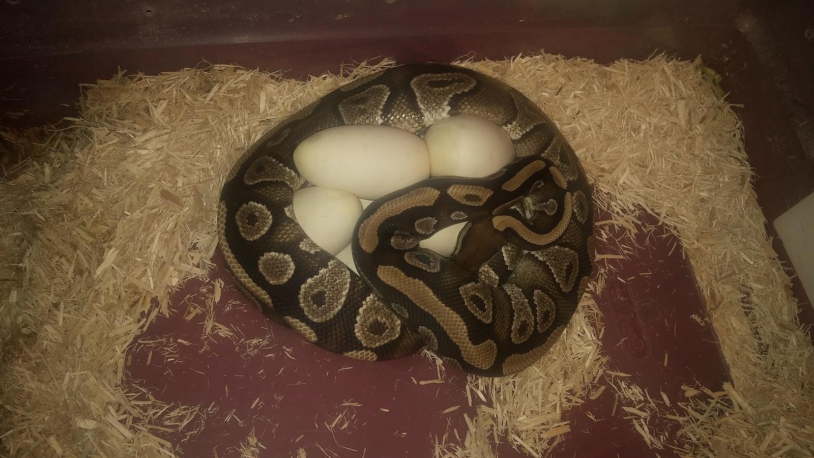 mojo x ghi eggs