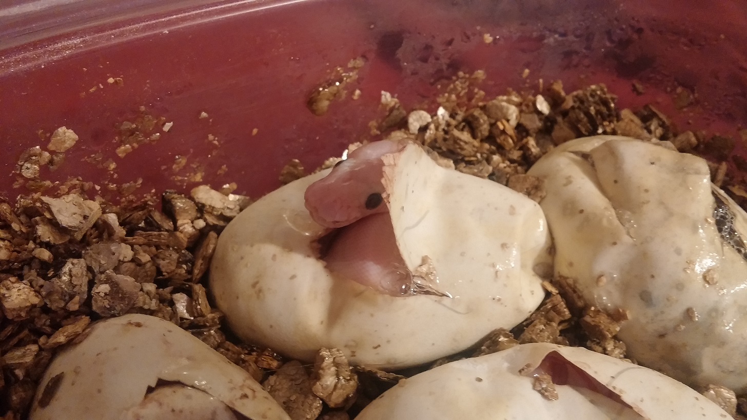 Bel in egg
