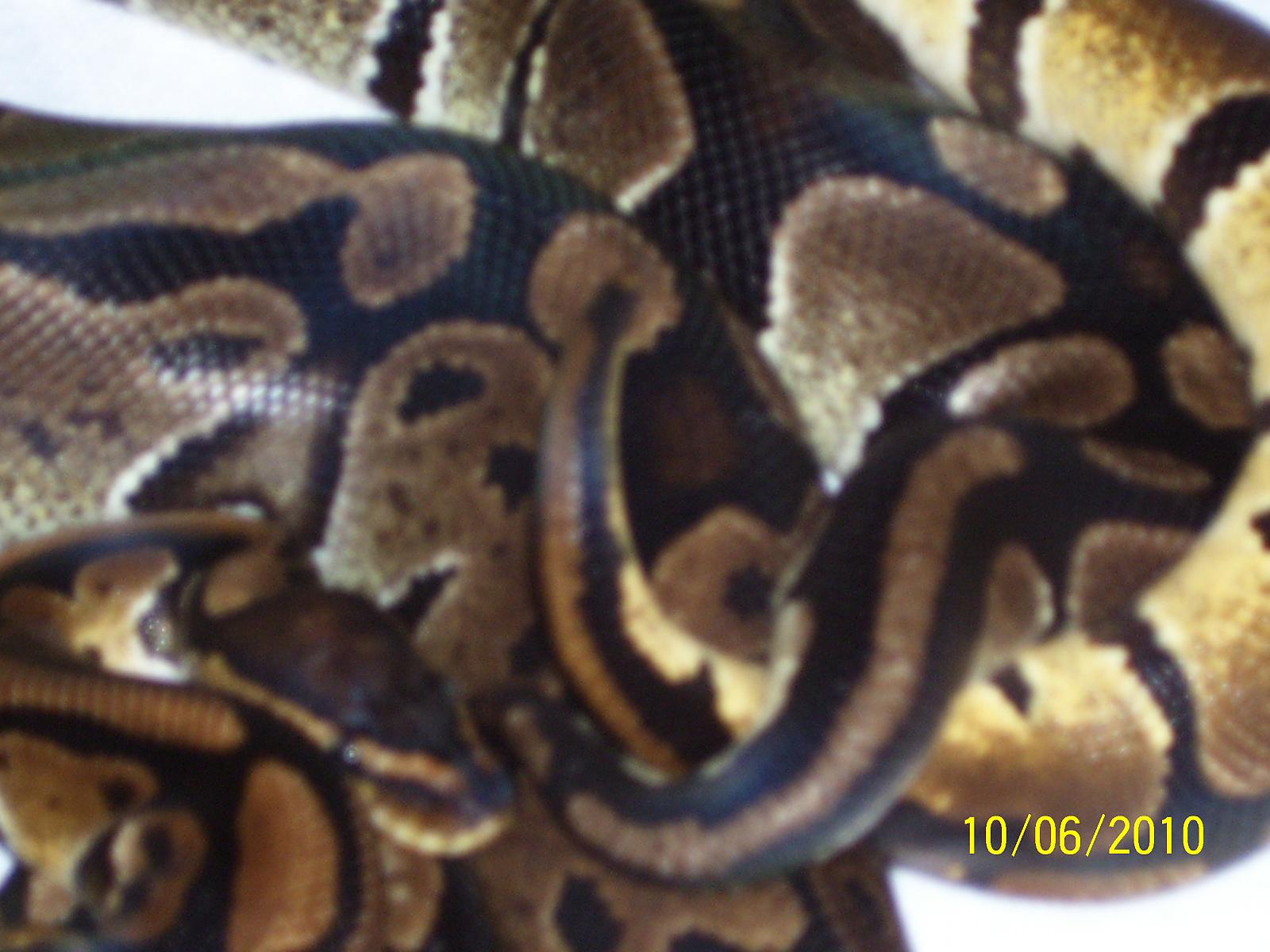 Breeding ball pythons