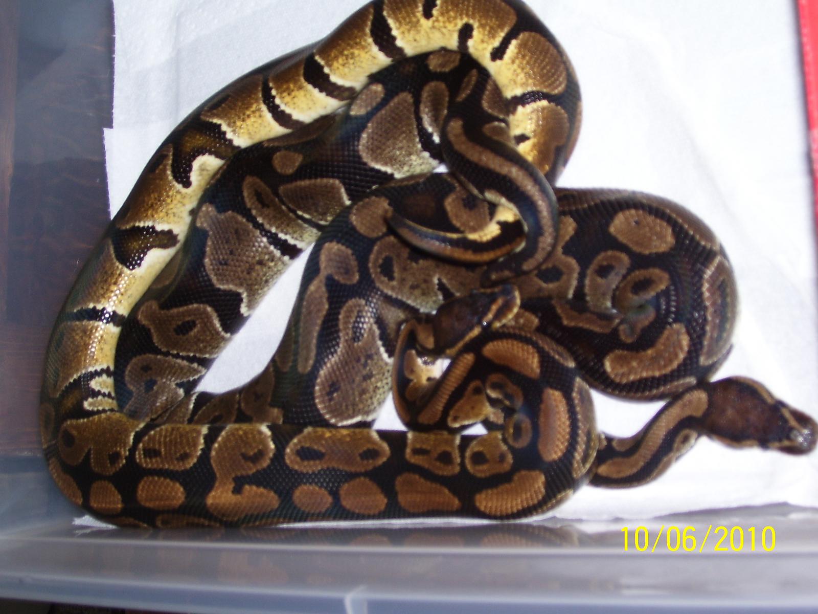 Breeding ball pythons