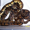 Breeding ball pythons