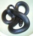 King Snake (female) Blk Mexican