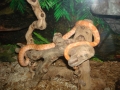 Corn Snake Creamsicle (female)