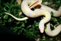 King Snake (male)