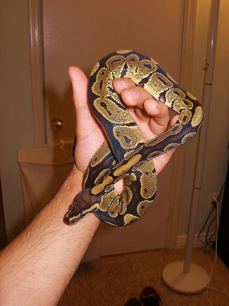 The Illustrious And Gracious H.m. Ozzymandias