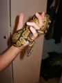 The Illustrious And Gracious H.m. Ozzymandias