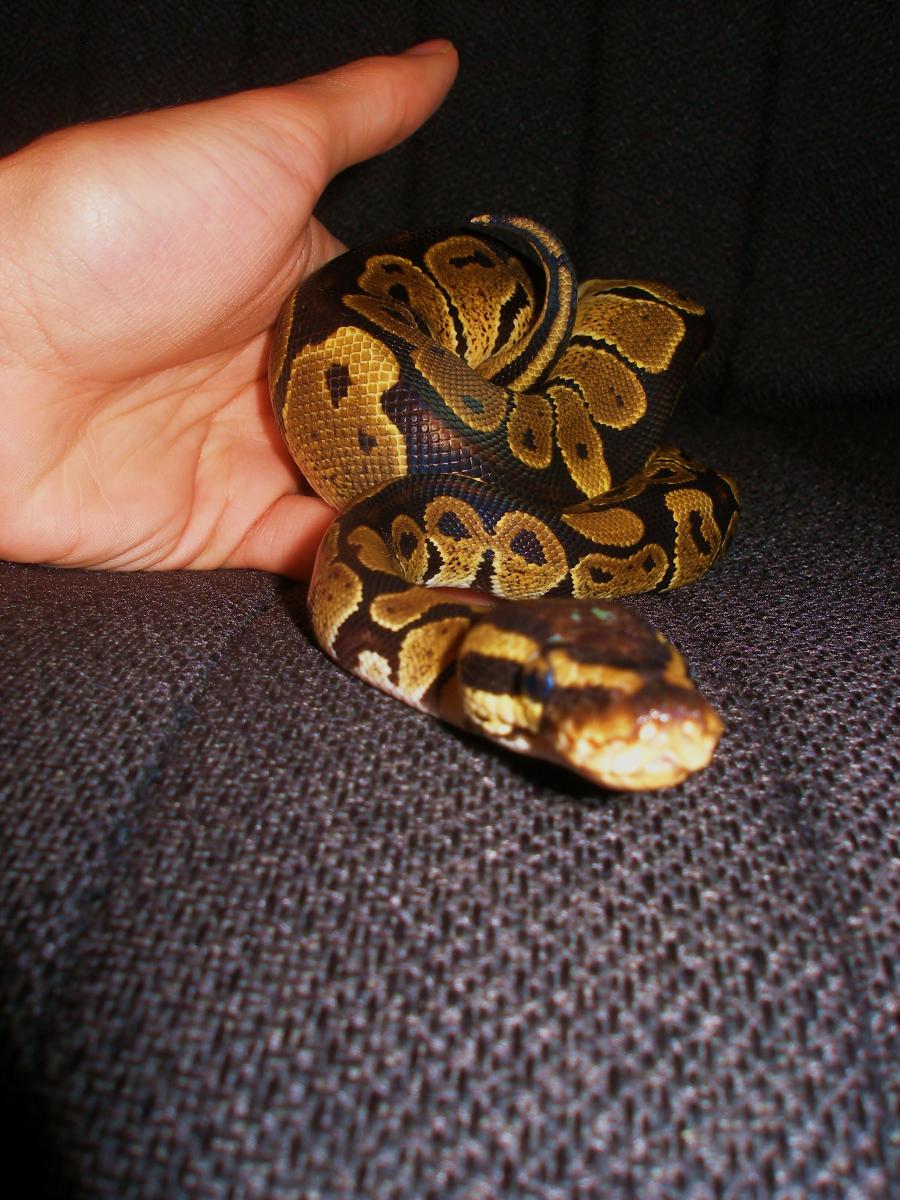 The Illustrious And Gracious H.m. Ozzymandias