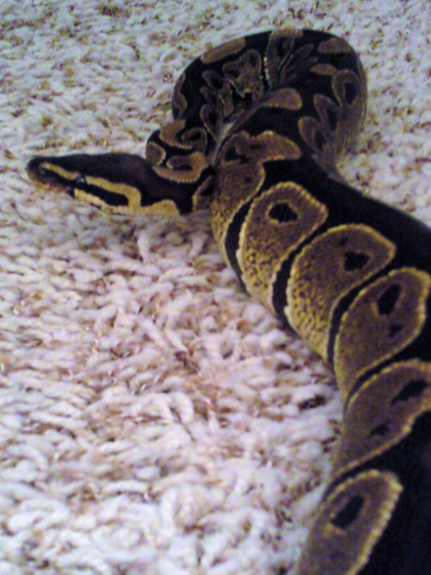 The Honorable H.M. Ozymandias