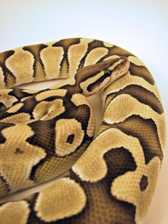 Lesser