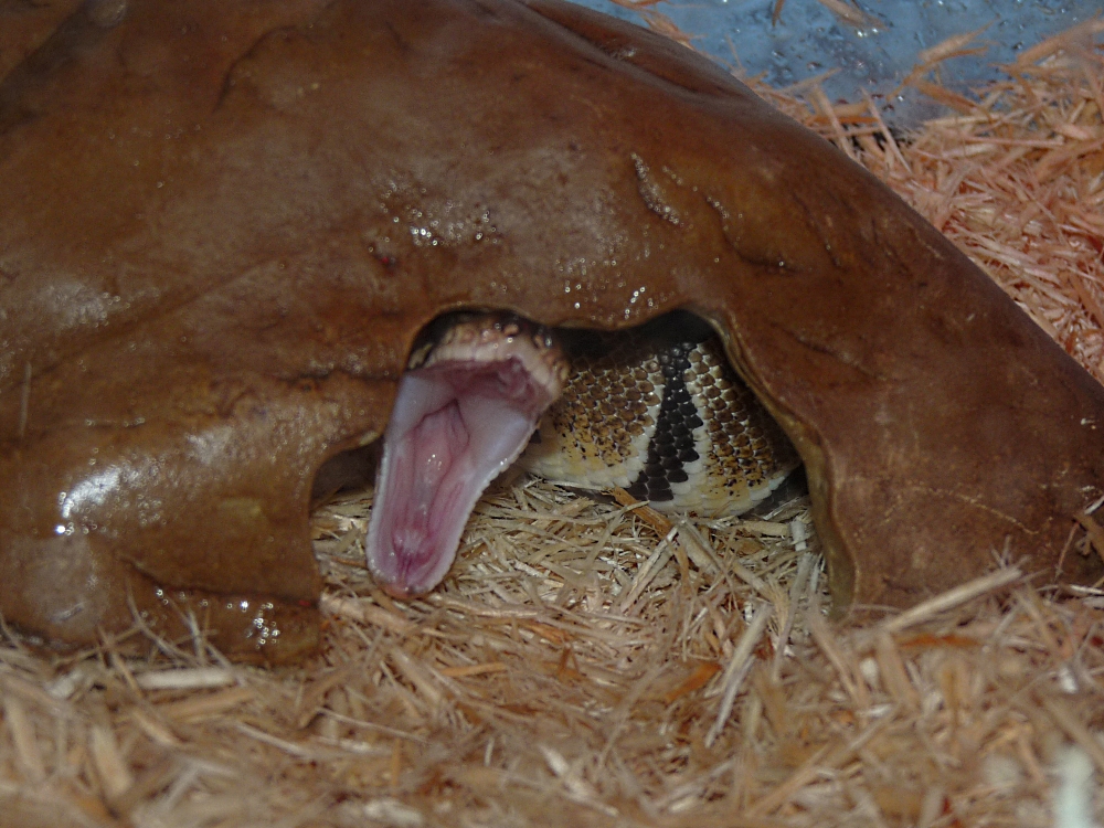 George Yawning