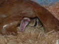 George Yawning