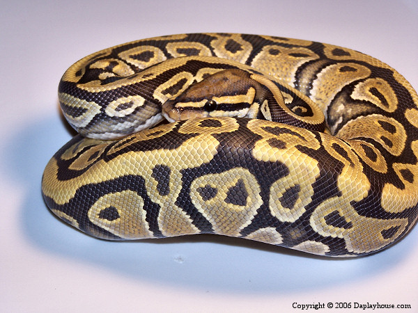 Hypo Ball Python