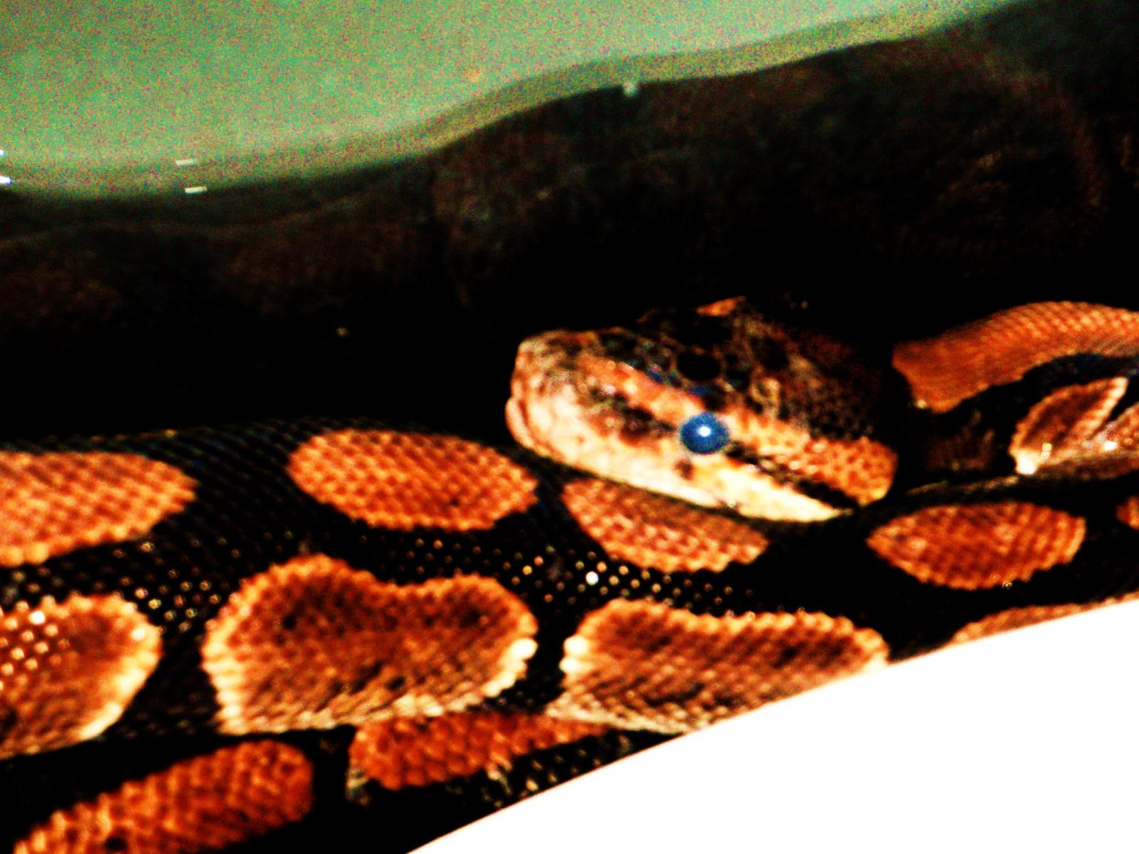 My Ball Python (madussa)