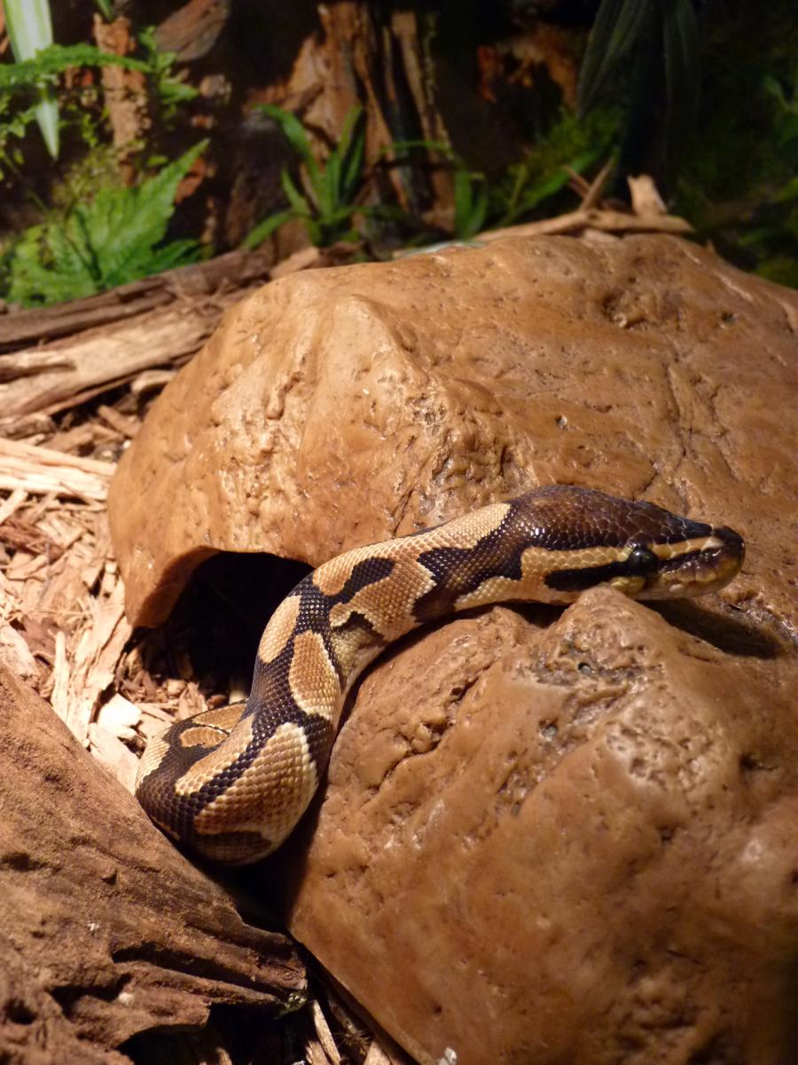 Snakette2