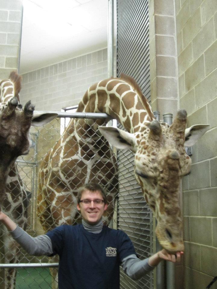 feedinggiraffes