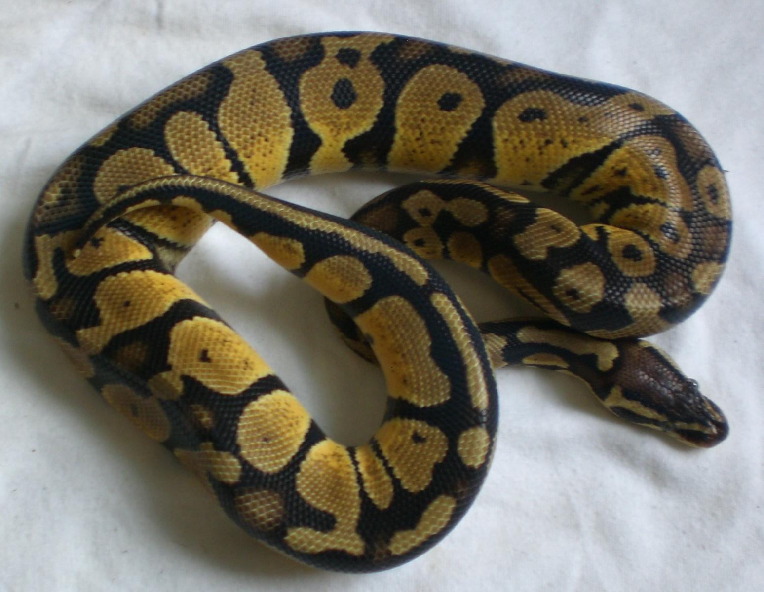 1.0 Pastel