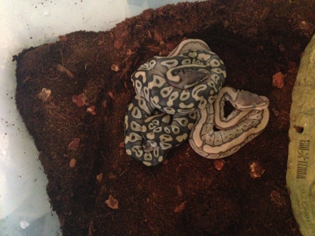 Jigsaw female hatchling