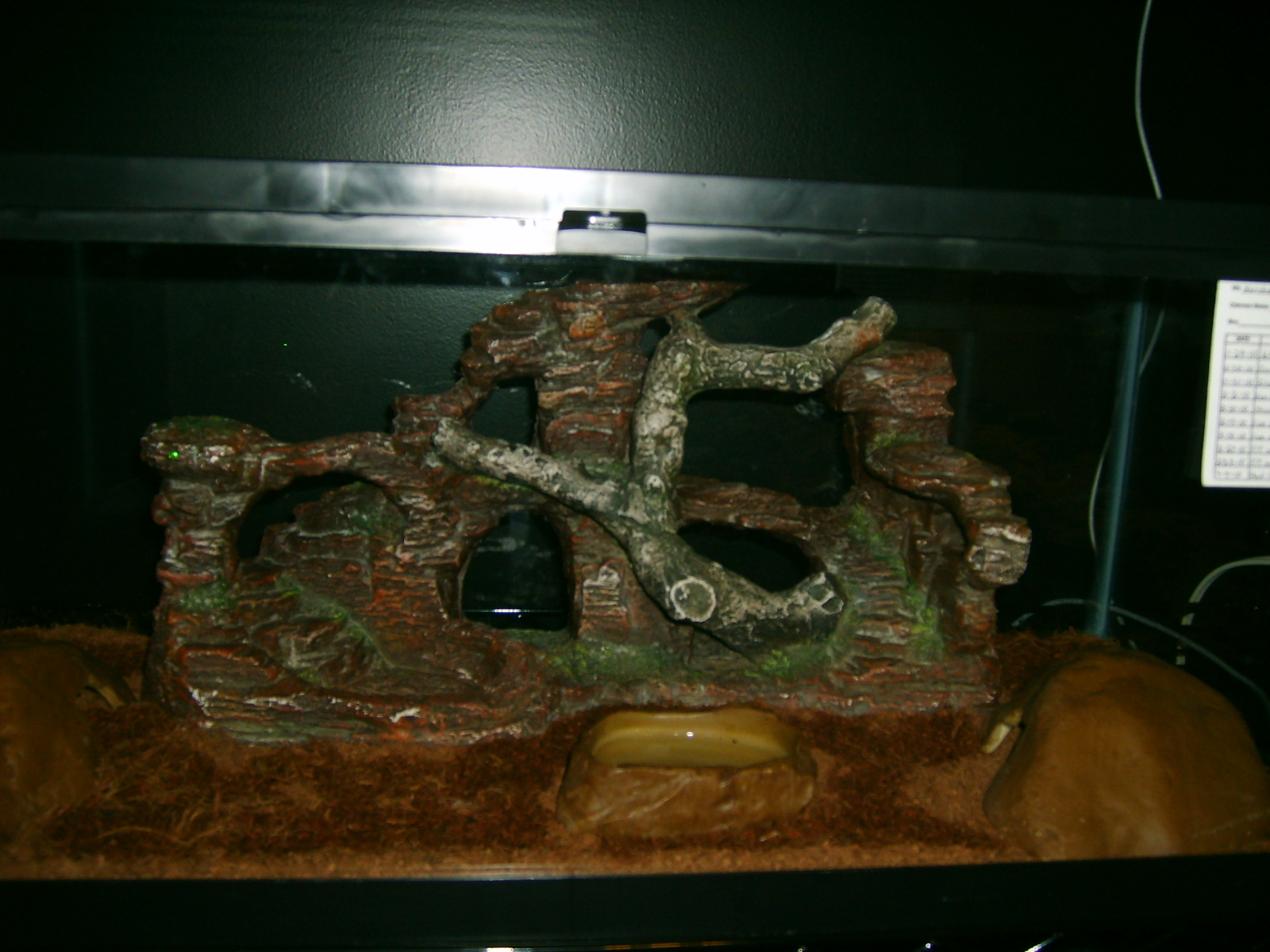 My Reptile Set Ups