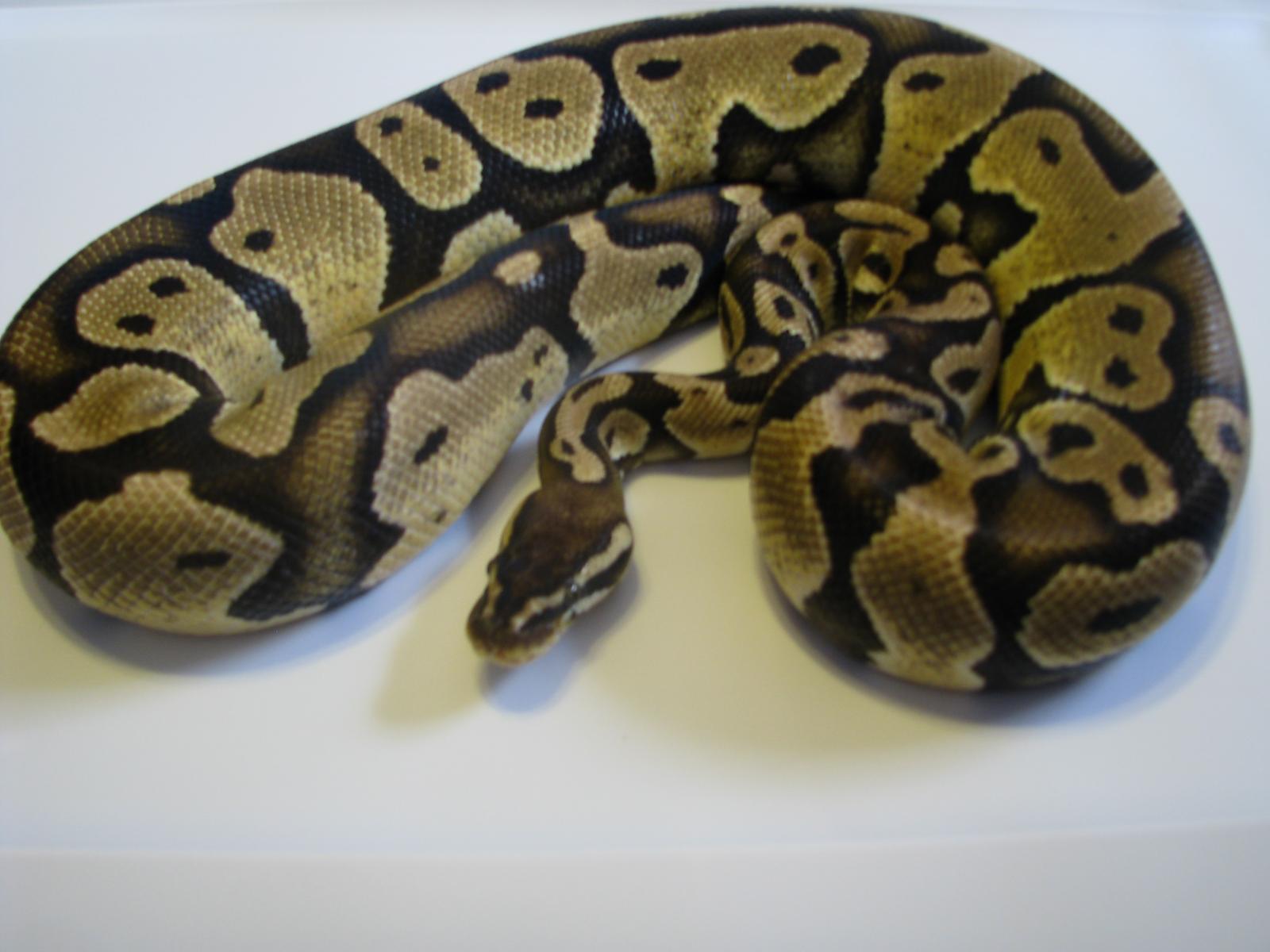 My Ball Pythons.