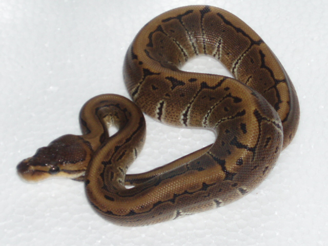 My Ball Pythons.