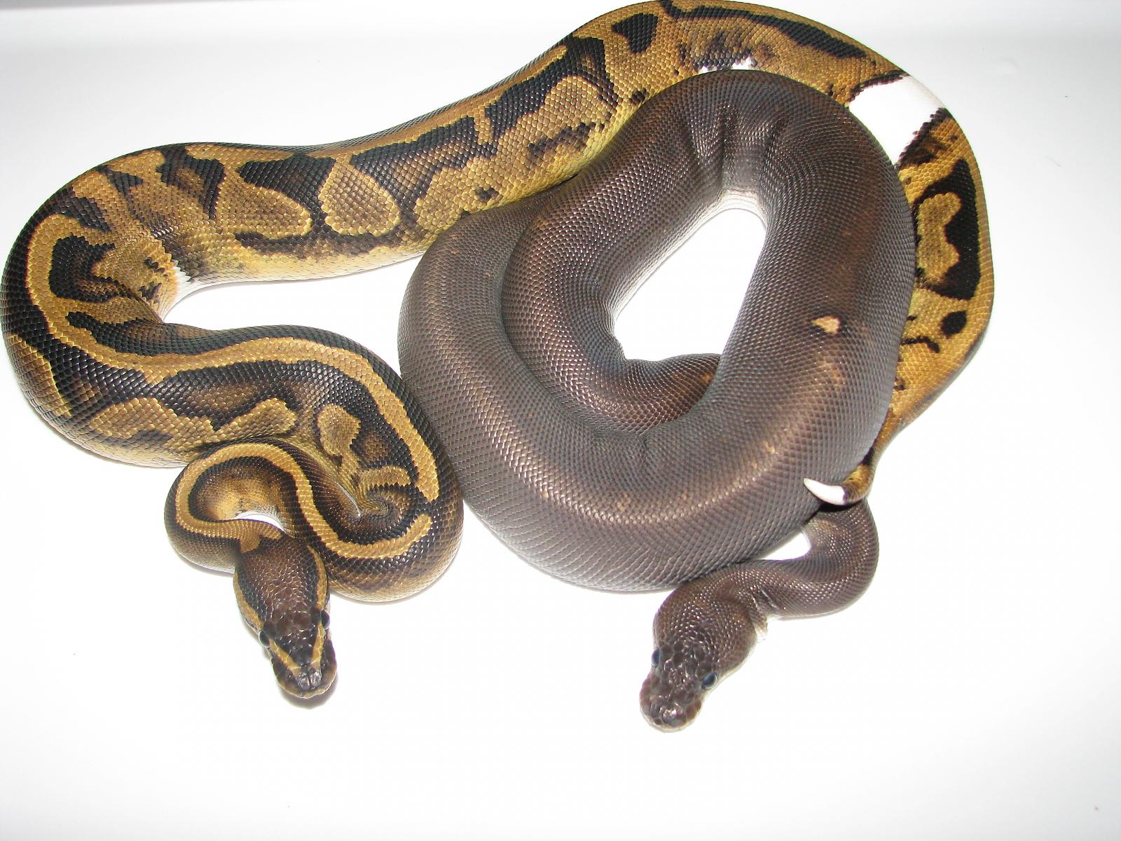 My Ball Pythons.