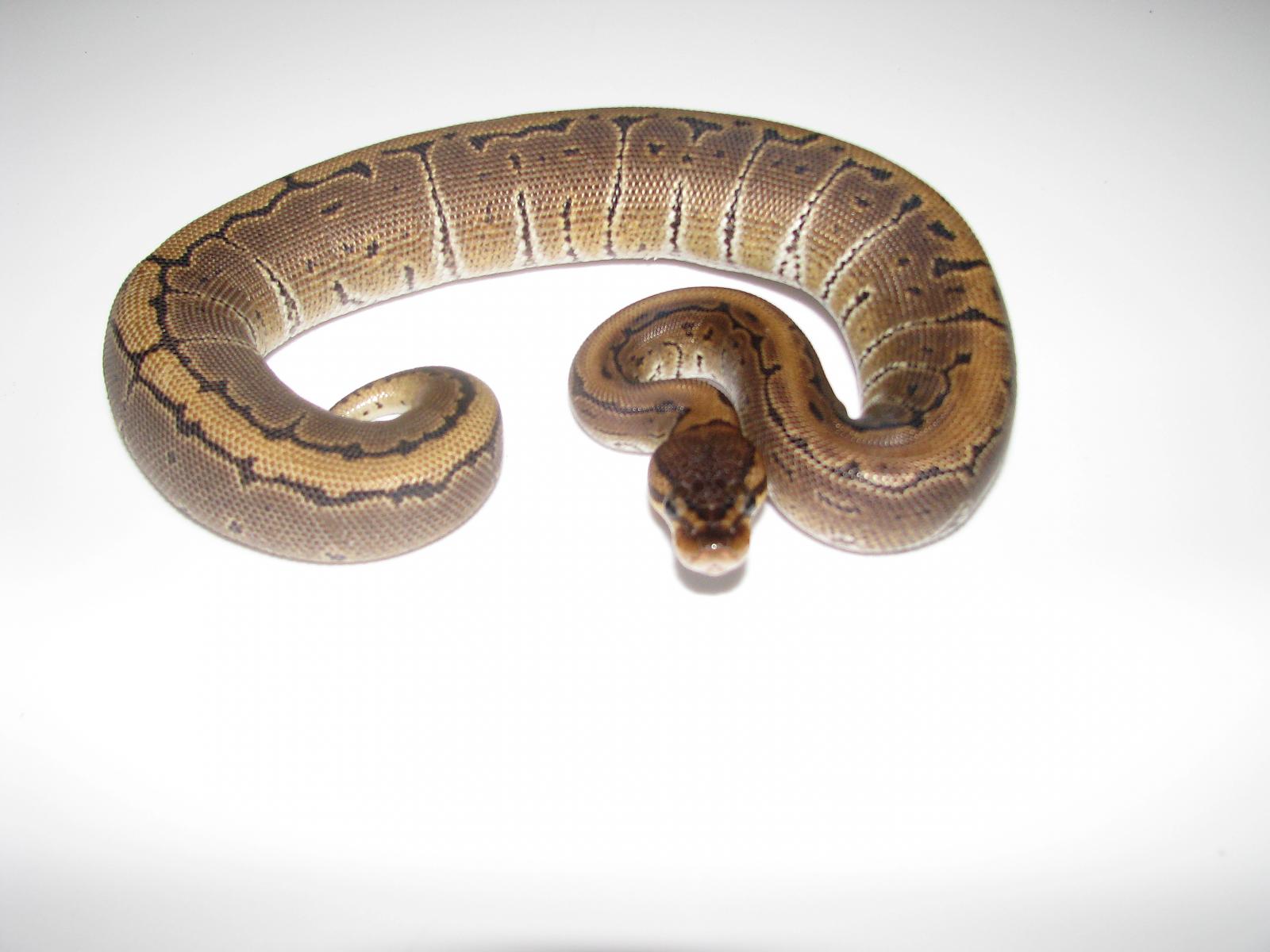 My Ball Pythons.
