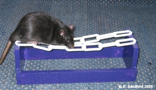 Rat Stuff.