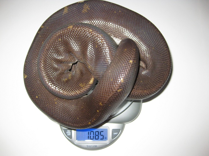 My Ball Pythons.