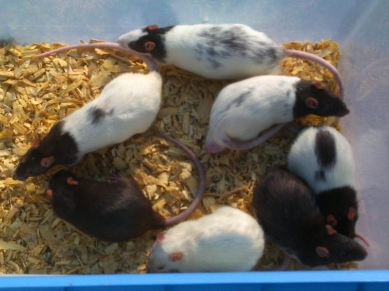 Rats for sale