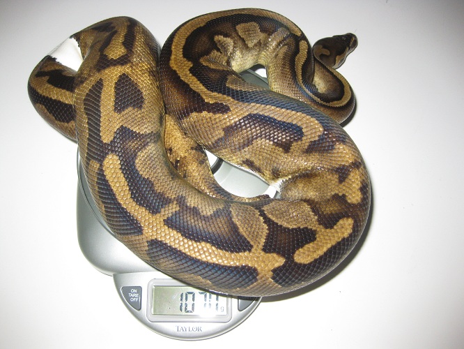 My Ball Pythons.