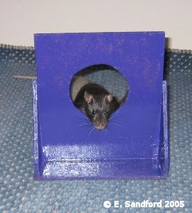 Rat Stuff.