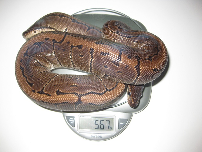 My Ball Pythons.