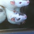 My Rats.