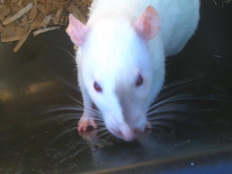 My Rats.