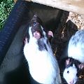 My Rats.