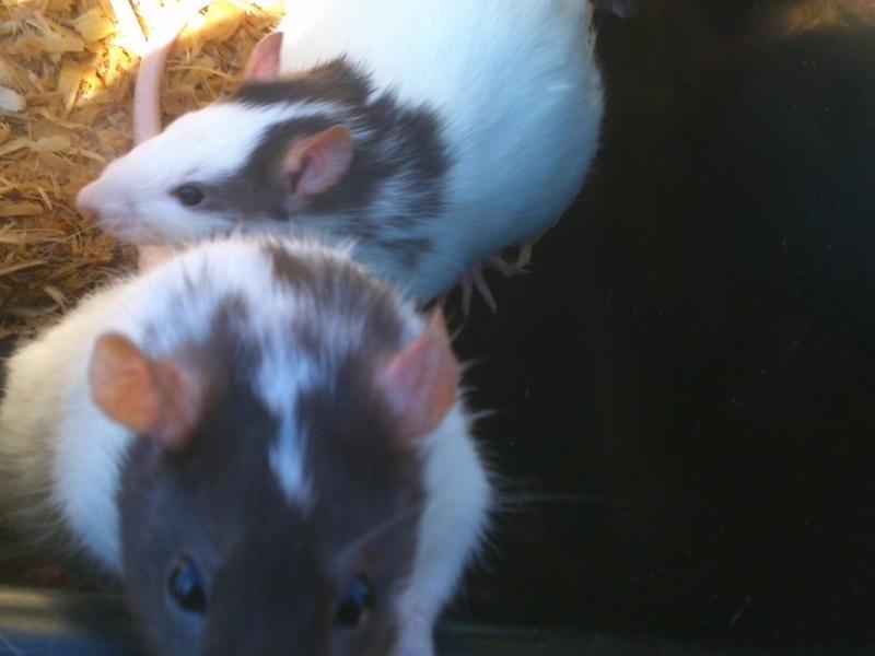 My Rats.