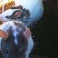 My Rats.