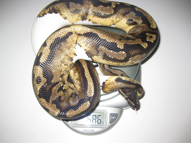 My Ball Pythons.