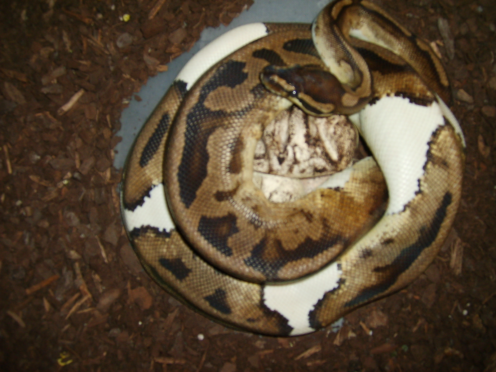 My Ball Pythons.