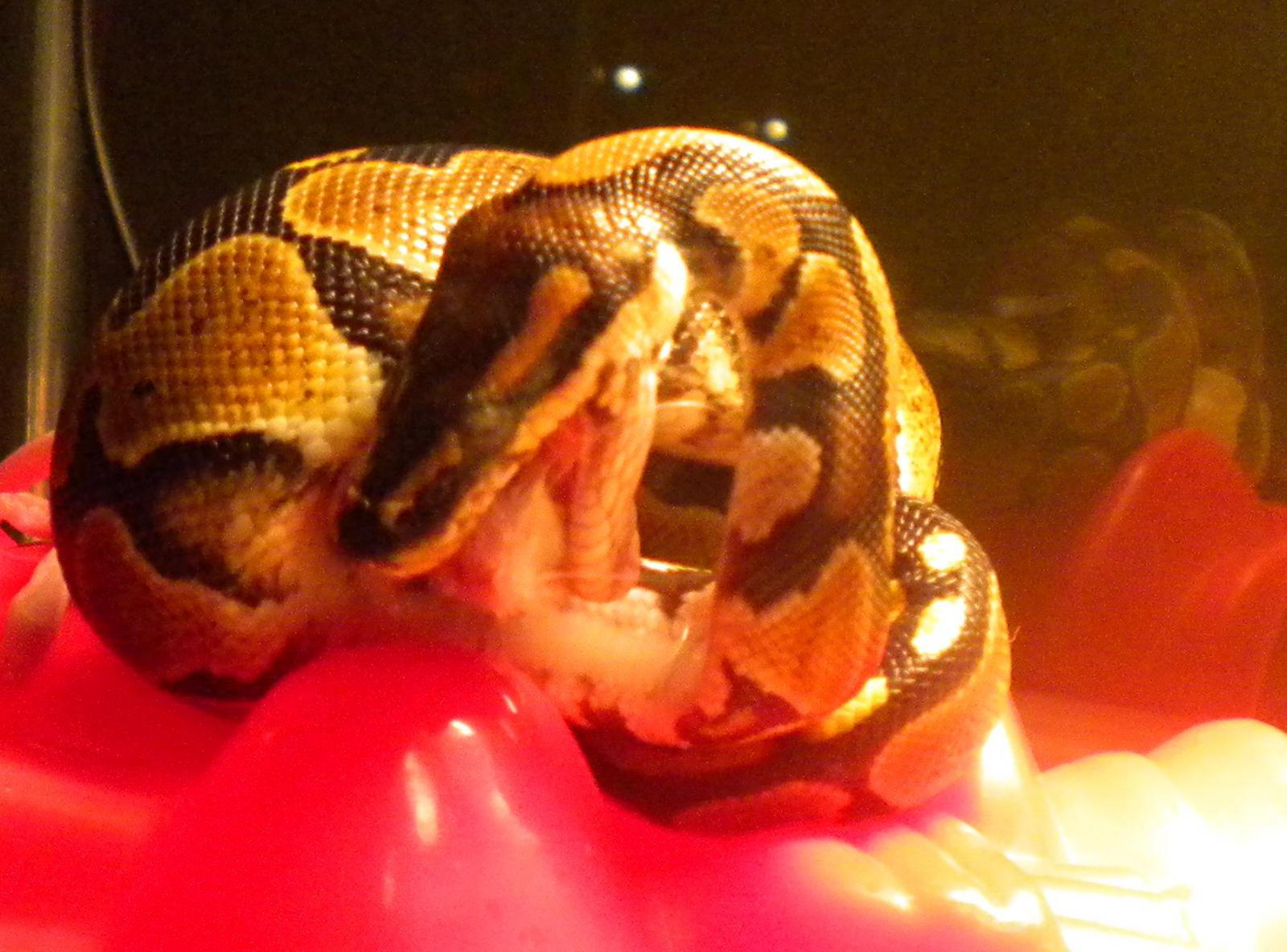 My Kaa