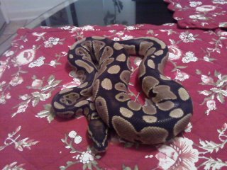 Leeloo