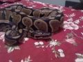 Leeloo